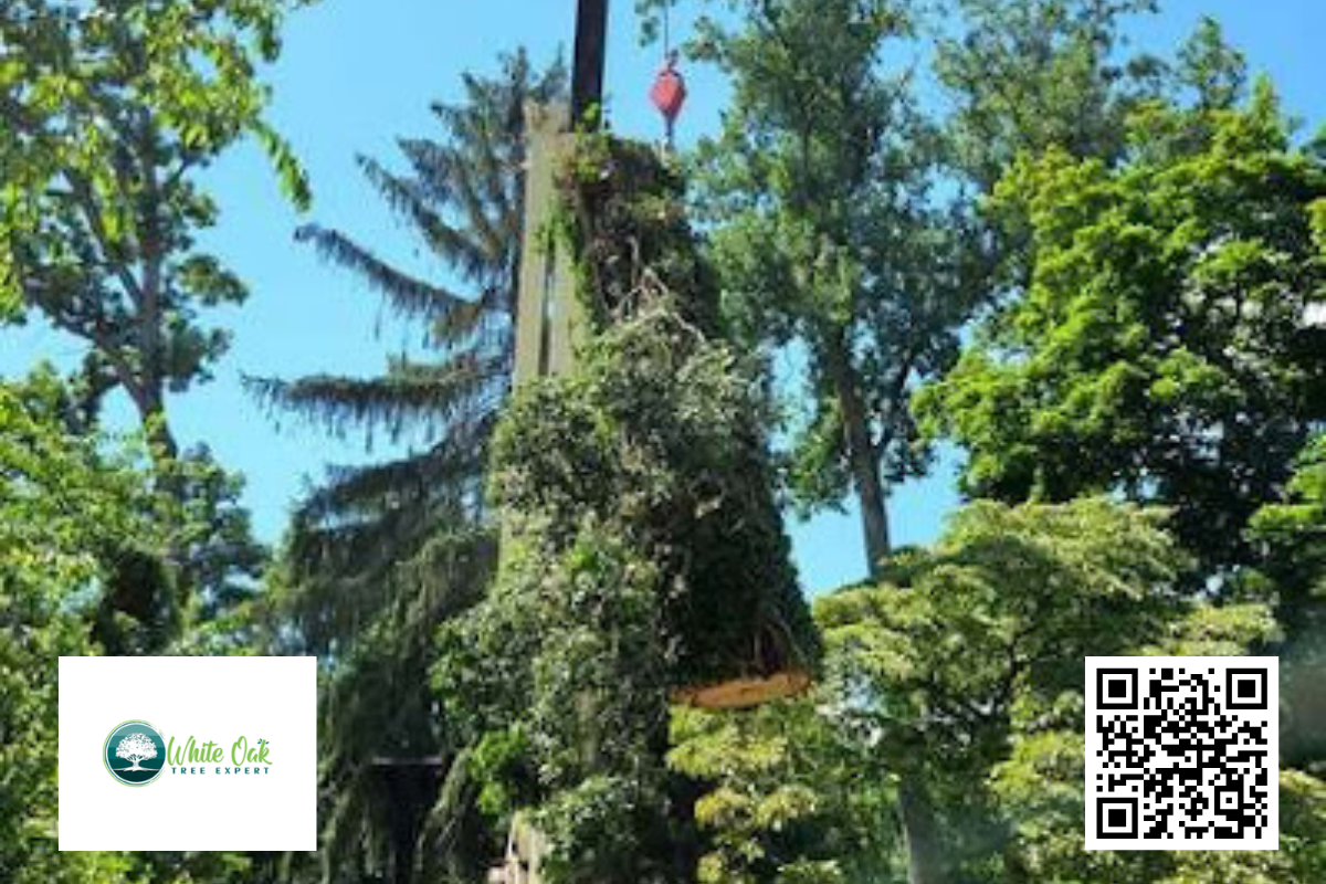 affordable tree service