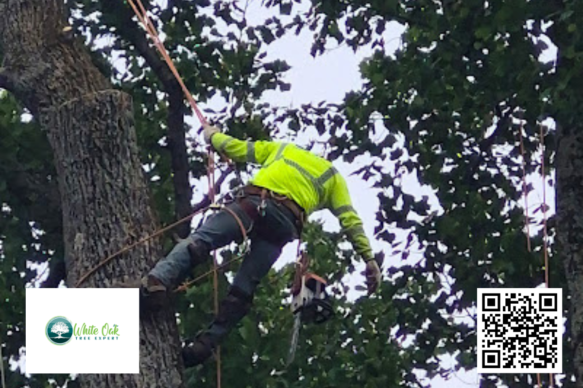 Tree cutting service